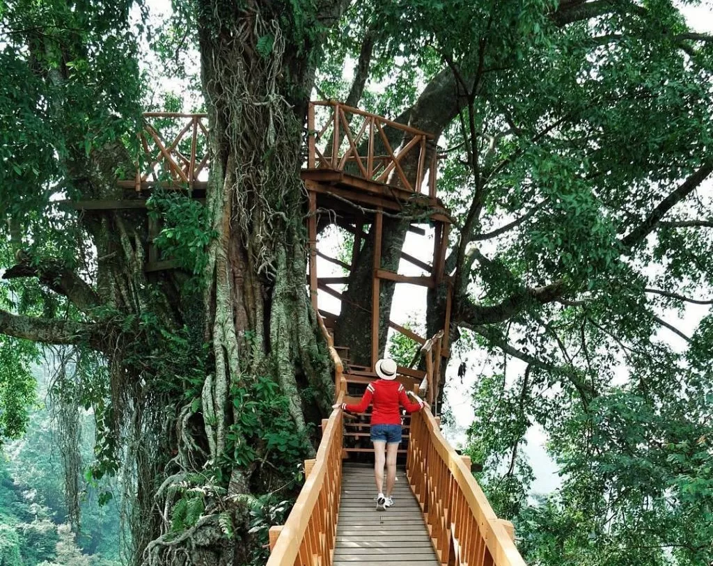 5 Rekomendasi Wisata Alam di Bogor untuk Melepas Penat