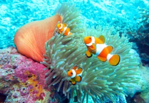 5-destinasi-bawah-laut-terbaik-di-indonesia-yang-mendunia