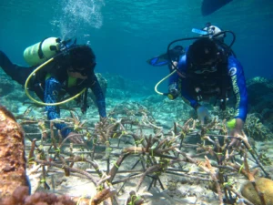 5-destinasi-bawah-laut-terbaik-di-indonesia-yang-mendunia