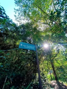 menjelajahi-jalur-setapak-hijau-yang-menyegarkan-pikiran-gunung-gede-pangrango-dan-kawasan-puncak-citamiang
