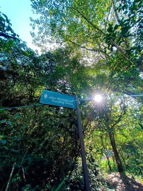 menjelajahi-jalur-setapak-hijau-yang-menyegarkan-pikiran-gunung-gede-pangrango-dan-kawasan-puncak-citamiang